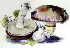 Mushroom – A global history (2013) [Μανιτάρια – Μια παγκόσμια ιστορία]