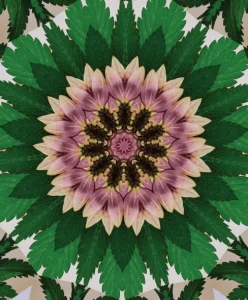 Your Cannabis Experience (2023) [Η εμπειρία σου στην κάνναβη]