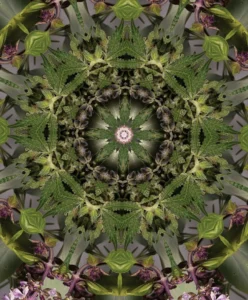 Your Cannabis Experience (2023) [Η εμπειρία σου στην κάνναβη]