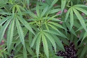 Your Cannabis Experience (2023) [Η εμπειρία σου στην κάνναβη]