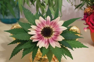 Your Cannabis Experience (2023) [Η εμπειρία σου στην κάνναβη]