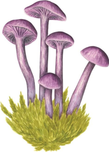 Fungi – Discover the science and secrets behind the world of mushrooms (2023) [Μύκητες – Ανακάλυψε την επιστήμη και τα μυστικά πίσω από τον κόσμο των μανιταριών]