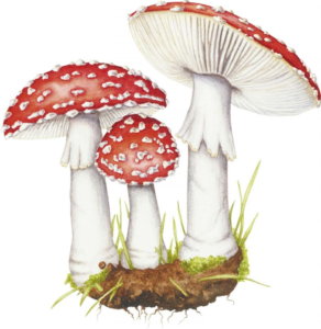 Fungi – Discover the science and secrets behind the world of mushrooms (2023) [Μύκητες – Ανακάλυψε την επιστήμη και τα μυστικά πίσω από τον κόσμο των μανιταριών]