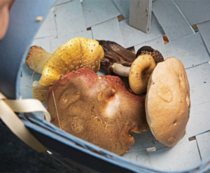 Grow Your Own Mushrooms (2024) [Καλλιέργησε τα δικά σου μανιτάρια]
