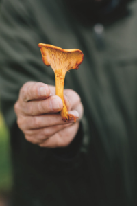 How to Forage for Mushrooms without Dying (2021) [Πώς να κάνεις τροφοσυλλογή μανιταριών χωρίς να πεθάνεις]