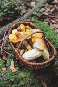 How to Forage for Mushrooms without Dying (2021) [Πώς να κάνεις τροφοσυλλογή μανιταριών χωρίς να πεθάνεις]