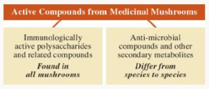 Medicinal Mushrooms – The essential guide (2013) [Φαρμακευτικά μανιτάρια – Ο βασικός οδηγός]