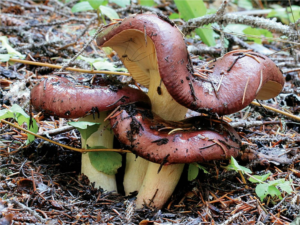 Mushroom Hunting for Beginners (2023) [Κυνήγι μανιταριών για αρχάριους]