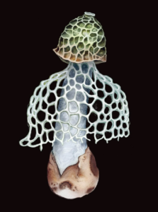 Mystical Mushrooms (2023) [Μυστικιστικά μανιτάρια]
