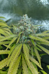 7 Steps To Grow Cannabis (2020) [7 βήματα για την καλλιέργεια κάνναβης]