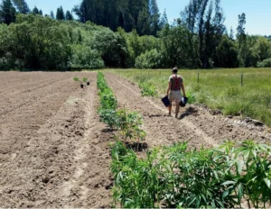 Cannabis Farming (2025) [Καλλιέργεια κάνναβης]