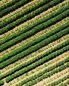 Cannabis Farming (2025) [Καλλιέργεια κάνναβης]