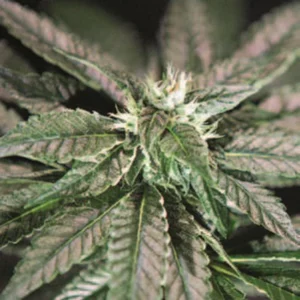 Cannabis Indica – The Essential Guide to the World’s Finest Marijuana Strains (2013) [Κάνναβη, υποείδος Indica – Ο βασικός οδηγός για τις καλύτερες ποικιλίες κάνναβης στον κόσμο]