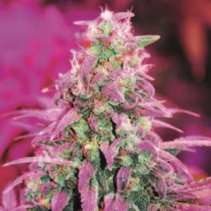 Cannabis Indica – The Essential Guide to the World’s Finest Marijuana Strains (2013) [Κάνναβη, υποείδος Indica – Ο βασικός οδηγός για τις καλύτερες ποικιλίες κάνναβης στον κόσμο]