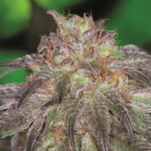 Cannabis Indica – The Essential Guide to the World’s Finest Marijuana Strains (2013) [Κάνναβη, υποείδος Indica – Ο βασικός οδηγός για τις καλύτερες ποικιλίες κάνναβης στον κόσμο]