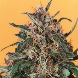 Cannabis Indica – The Essential Guide to the World’s Finest Marijuana Strains (2013) [Κάνναβη, υποείδος Indica – Ο βασικός οδηγός για τις καλύτερες ποικιλίες κάνναβης στον κόσμο]