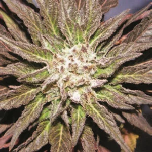 Cannabis Indica – The Essential Guide to the World’s Finest Marijuana Strains (2013) [Κάνναβη, υποείδος Indica – Ο βασικός οδηγός για τις καλύτερες ποικιλίες κάνναβης στον κόσμο]