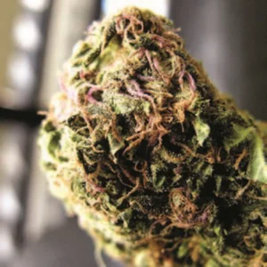 Cannabis Indica – The Essential Guide to the World’s Finest Marijuana Strains (2013) [Κάνναβη, υποείδος Indica – Ο βασικός οδηγός για τις καλύτερες ποικιλίες κάνναβης στον κόσμο]