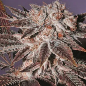 Cannabis Indica – The Essential Guide to the World’s Finest Marijuana Strains (2013) [Κάνναβη, υποείδος Indica – Ο βασικός οδηγός για τις καλύτερες ποικιλίες κάνναβης στον κόσμο]