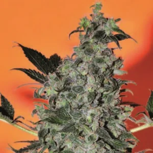 Cannabis Indica – The Essential Guide to the World’s Finest Marijuana Strains (2013) [Κάνναβη, υποείδος Indica – Ο βασικός οδηγός για τις καλύτερες ποικιλίες κάνναβης στον κόσμο]