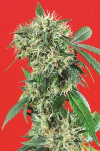Cannabis Indica – The Essential Guide to the World’s Finest Marijuana Strains (2013) [Κάνναβη, υποείδος Indica – Ο βασικός οδηγός για τις καλύτερες ποικιλίες κάνναβης στον κόσμο]