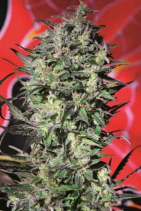 Cannabis Indica – The Essential Guide to the World’s Finest Marijuana Strains (2013) [Κάνναβη, υποείδος Indica – Ο βασικός οδηγός για τις καλύτερες ποικιλίες κάνναβης στον κόσμο]