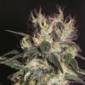 Cannabis Sativa – The Essential Guide to the World’s Finest Marijuana Strains (2012) [Κάνναβη, υποείδος Sativa – Ο βασικός οδηγός για τις καλύτερες ποικιλίες κάνναβης στον κόσμο]