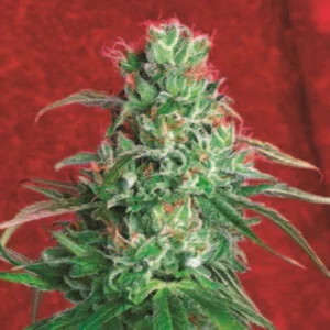 Cannabis Sativa – The Essential Guide to the World’s Finest Marijuana Strains (2012) [Κάνναβη, υποείδος Sativa – Ο βασικός οδηγός για τις καλύτερες ποικιλίες κάνναβης στον κόσμο]