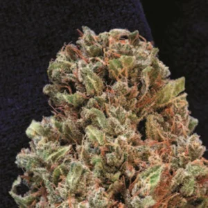 Cannabis Sativa – The Essential Guide to the World’s Finest Marijuana Strains (2012) [Κάνναβη, υποείδος Sativa – Ο βασικός οδηγός για τις καλύτερες ποικιλίες κάνναβης στον κόσμο]