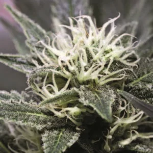 Cannabis Sativa – The Essential Guide to the World’s Finest Marijuana Strains (2012) [Κάνναβη, υποείδος Sativa – Ο βασικός οδηγός για τις καλύτερες ποικιλίες κάνναβης στον κόσμο]