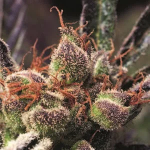 Cannabis Sativa – The Essential Guide to the World’s Finest Marijuana Strains (2012) [Κάνναβη, υποείδος Sativa – Ο βασικός οδηγός για τις καλύτερες ποικιλίες κάνναβης στον κόσμο]