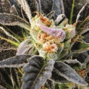 Cannabis Sativa – The Essential Guide to the World’s Finest Marijuana Strains (2012) [Κάνναβη, υποείδος Sativa – Ο βασικός οδηγός για τις καλύτερες ποικιλίες κάνναβης στον κόσμο]