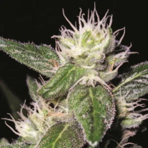 Cannabis Sativa – The Essential Guide to the World’s Finest Marijuana Strains (2012) [Κάνναβη, υποείδος Sativa – Ο βασικός οδηγός για τις καλύτερες ποικιλίες κάνναβης στον κόσμο]