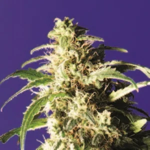 Cannabis Sativa – The Essential Guide to the World’s Finest Marijuana Strains (2012) [Κάνναβη, υποείδος Sativa – Ο βασικός οδηγός για τις καλύτερες ποικιλίες κάνναβης στον κόσμο]