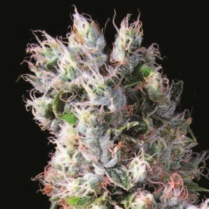 Cannabis Sativa – The Essential Guide to the World’s Finest Marijuana Strains (2012) [Κάνναβη, υποείδος Sativa – Ο βασικός οδηγός για τις καλύτερες ποικιλίες κάνναβης στον κόσμο]