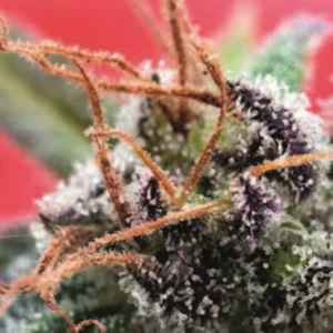 Cannabis Sativa – The Essential Guide to the World’s Finest Marijuana Strains (2012) [Κάνναβη, υποείδος Sativa – Ο βασικός οδηγός για τις καλύτερες ποικιλίες κάνναβης στον κόσμο]