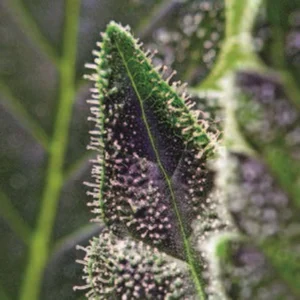 Cannabis Sativa – The Essential Guide to the World’s Finest Marijuana Strains (2012) [Κάνναβη, υποείδος Sativa – Ο βασικός οδηγός για τις καλύτερες ποικιλίες κάνναβης στον κόσμο]