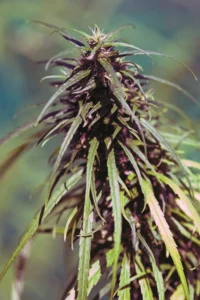 Cannabis Sativa – The Essential Guide to the World’s Finest Marijuana Strains (2012) [Κάνναβη, υποείδος Sativa – Ο βασικός οδηγός για τις καλύτερες ποικιλίες κάνναβης στον κόσμο]