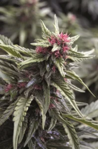 Cannabis Sativa – The Essential Guide to the World’s Finest Marijuana Strains (2012) [Κάνναβη, υποείδος Sativa – Ο βασικός οδηγός για τις καλύτερες ποικιλίες κάνναβης στον κόσμο]