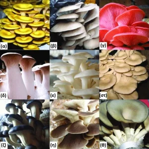 Ο απόλυτος οδηγός για το μανιτάρι Oyster Mushroom: Οφέλη και χρήσεις για την υγεία