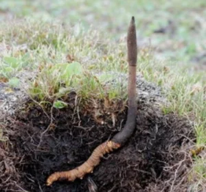 Ο απόλυτος οδηγός για το μανιτάρι Cordyceps: Οφέλη και χρήσεις για την υγεία