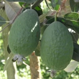 Ποια είναι τα οφέλη του φεϊζόα για την υγεία