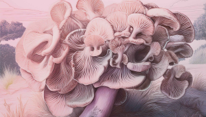 Ο απόλυτος οδηγός για το μανιτάρι Maitake: Οφέλη και χρήσεις για την υγεία