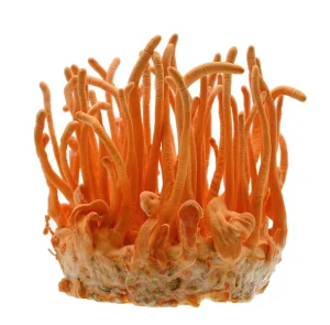 Ο απόλυτος οδηγός για το μανιτάρι Cordyceps: Οφέλη και χρήσεις για την υγεία