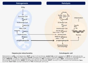 Δείκτης γλυκόζης-κετόνης: Ένας προτεινόμενος ποσοτικός βιοδείκτης για την υποστήριξη της πρόληψης και διαχείρισης του καρκίνου και των χρόνιων παθήσεων