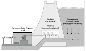 Τα μιτοχόνδρια μας και τα θρεπτικά συστατικά που τα ενισχύουν